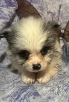 Merely , a male Pomeranian for sale in West Plains, MO – 7 of 10