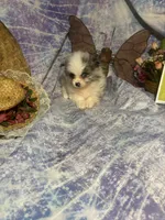 Merely , a male Pomeranian for sale in West Plains, MO – 10 of 10