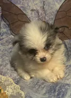 Merely , a male Pomeranian for sale in West Plains, MO – 6 of 10
