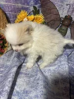 Mr. Chocolate, a male Pomeranian for sale in West Plains, MO – 4 of 5