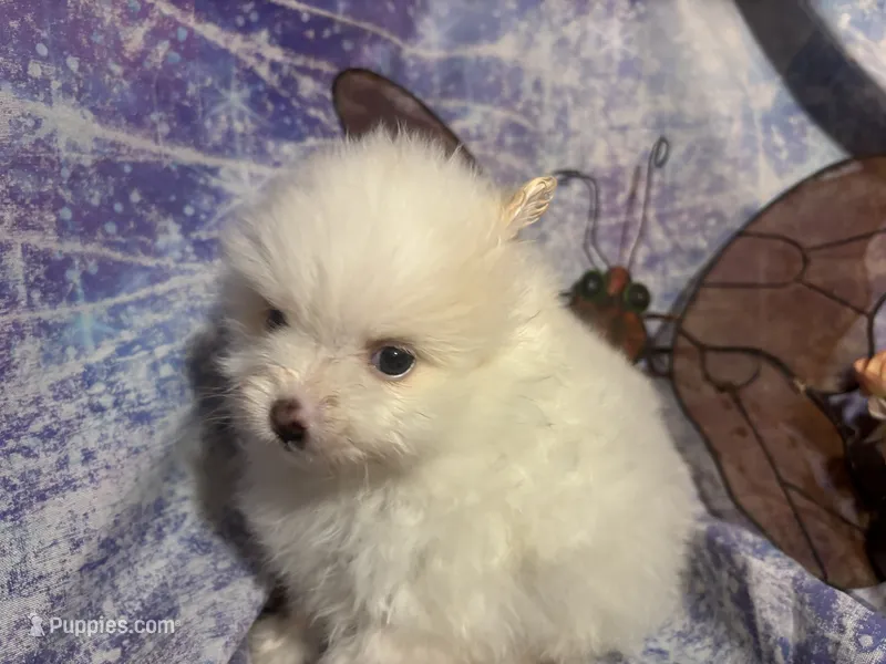 Icing on the cake – Pomeranian puppy for sale in West Plains, MO