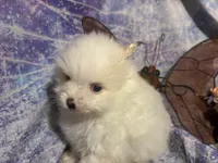 Icing on the cake, a male Pomeranian for sale in West Plains, MO – 1 of 8