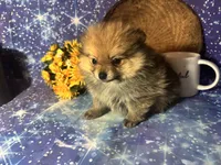 Sam, a male Pomeranian for sale in West Plains, MO – 5 of 8