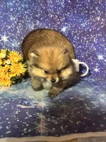 Sam, a male Pomeranian for sale in West Plains, MO – 7 of 8
