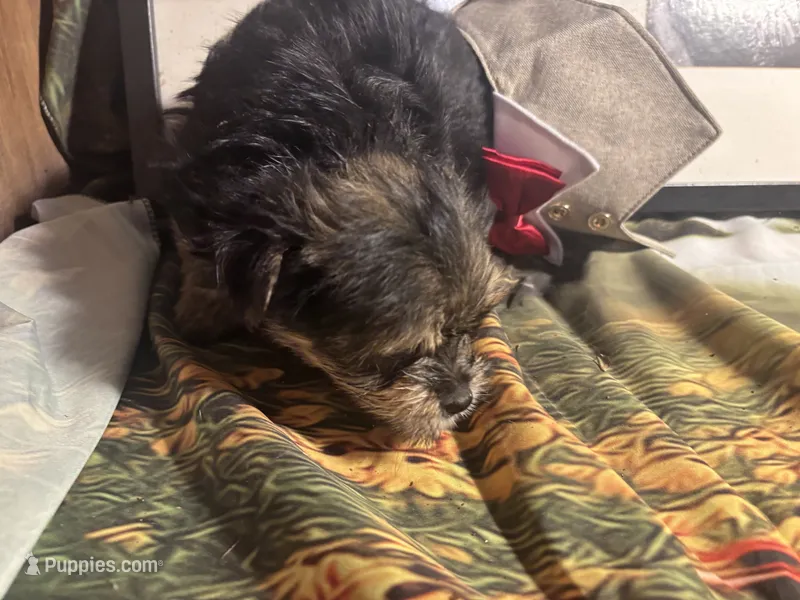 Charlie  – Morkie puppy for sale in West Plains, MO