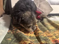 Charlie , a male Morkie for sale in West Plains, MO – 1 of 4
