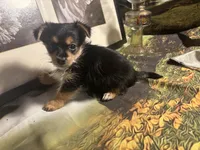 Charlie , a male Morkie for sale in West Plains, MO – 4 of 4