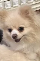 Terra, a female Pomeranian for sale in West Plains, MO – Photo 3 of 3