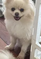 Terra, a female Pomeranian for sale in West Plains, MO – Photo 2 of 3