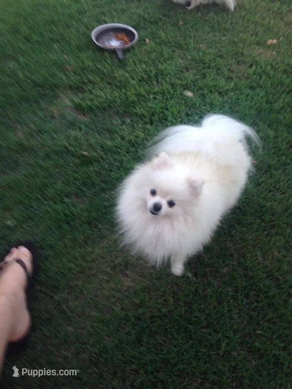 Terra, a female Pomeranian for sale in West Plains, MO – Photo 1 of 3