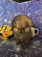 Sam, a male Pomeranian for sale in West Plains, MO – 4 of 8