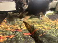 Charity, a female Morkie for sale in West Plains, MO – 4 of 7