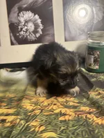 Charity, a female Morkie for sale in West Plains, MO – 5 of 7