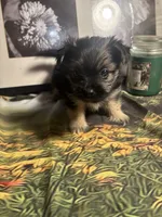 Charity, a female Morkie for sale in West Plains, MO – 3 of 7
