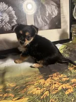Charlie , a male Morkie for sale in West Plains, MO – 2 of 4