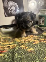 Charity, a female Morkie for sale in West Plains, MO – 7 of 7