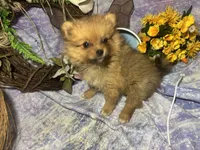 Truffles , a female Pomeranian for sale in West Plains, MO – 9 of 10