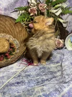 Truffles , a female Pomeranian for sale in West Plains, MO – 8 of 10