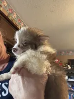 Truffles , a female Pomeranian for sale in West Plains, MO – 4 of 6