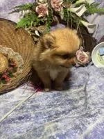 Truffles , a female Pomeranian for sale in West Plains, MO – 5 of 10