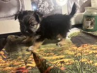 Charity, a female Morkie for sale in West Plains, MO – 6 of 7
