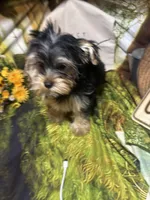 Francisco, a male Yorkshire Terrier for sale in West Plains, MO – Photo 5 of 7