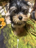 Francisco, a male Yorkshire Terrier for sale in West Plains, MO – Photo 7 of 7