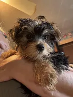 Francisco, a male Yorkshire Terrier for sale in West Plains, MO – Photo 3 of 7