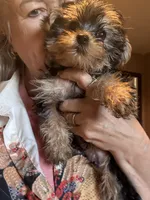 Francisco, a male Yorkshire Terrier for sale in West Plains, MO – Photo 2 of 7