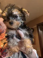 Francisco, a male Yorkshire Terrier for sale in West Plains, MO – Photo 4 of 7