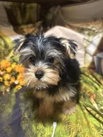 Francisco, a male Yorkshire Terrier for sale in West Plains, MO – Photo 1 of 7