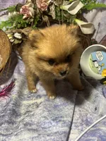 Truffles , a female Pomeranian for sale in West Plains, MO – 3 of 10