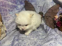 Icing on the cake, a male Pomeranian for sale in West Plains, MO – 6 of 8