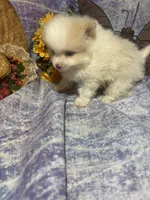 Mr. Chocolate, a male Pomeranian for sale in West Plains, MO – 2 of 5