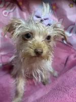 Blondie Mae, a female Yorkshire Terrier for sale in West Plains, MO – Photo 3 of 8