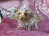 Blondie Mae, a female Yorkshire Terrier for sale in West Plains, MO – Photo 6 of 8