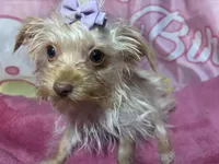 Blondie Mae, a female Yorkshire Terrier for sale in West Plains, MO – Photo 2 of 8