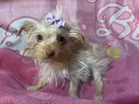 Blondie Mae, a female Yorkshire Terrier for sale in West Plains, MO – Photo 5 of 8