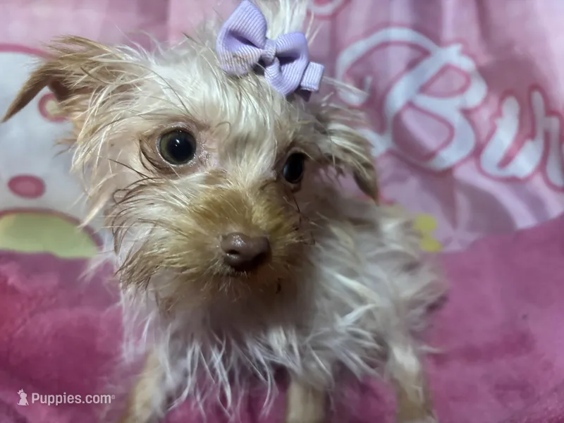 Blondie Mae – Yorkshire Terrier puppy for sale in West Plains, MO