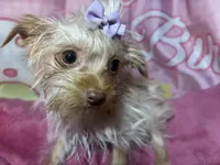 Blondie Mae, a female Yorkshire Terrier for sale in West Plains, MO – Photo 1 of 8