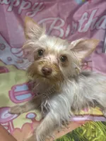 Blondie Mae, a female Yorkshire Terrier for sale in West Plains, MO – 8 of 10