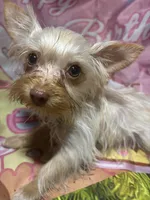 Blondie Mae, a female Yorkshire Terrier for sale in West Plains, MO – 9 of 10