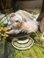 Blondie Mae, a female Yorkshire Terrier for sale in West Plains, MO – Photo 8 of 8