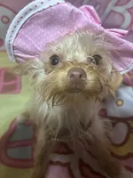 Blondie Mae, a female Yorkshire Terrier for sale in West Plains, MO – 2 of 10