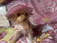 Blondie Mae, a female Yorkshire Terrier for sale in West Plains, MO – 6 of 10