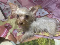 Blondie Mae, a female Yorkshire Terrier for sale in West Plains, MO – 10 of 10