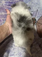 Merely , a male Pomeranian for sale in West Plains, MO – 9 of 10