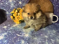 Sam, a male Pomeranian for sale in West Plains, MO – 2 of 8