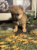 Carl, a male Morkie for sale in West Plains, MO – 4 of 5
