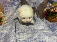 Icing on the cake, a male Pomeranian for sale in West Plains, MO – 7 of 8